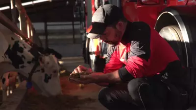 Eleveur en train d'examiner la ration mélangée distribuée par une mélangeuse automotrice