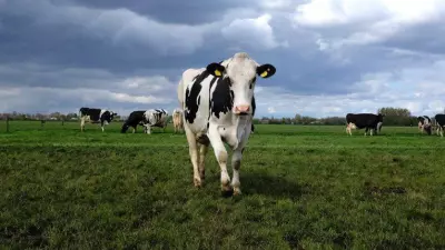 Les TCS en système de polyculture-élevage