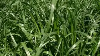 gras picture