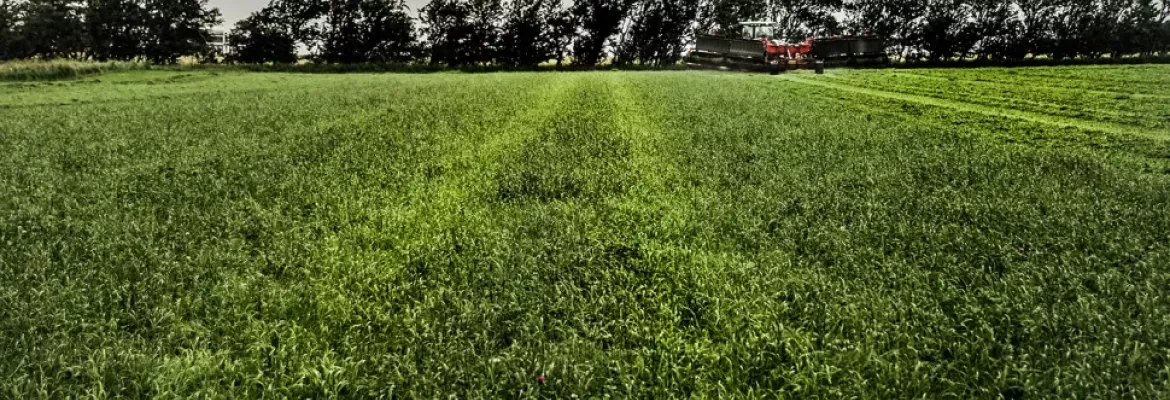 Photo illustrant un champs d'herbe verte avant fauchage.