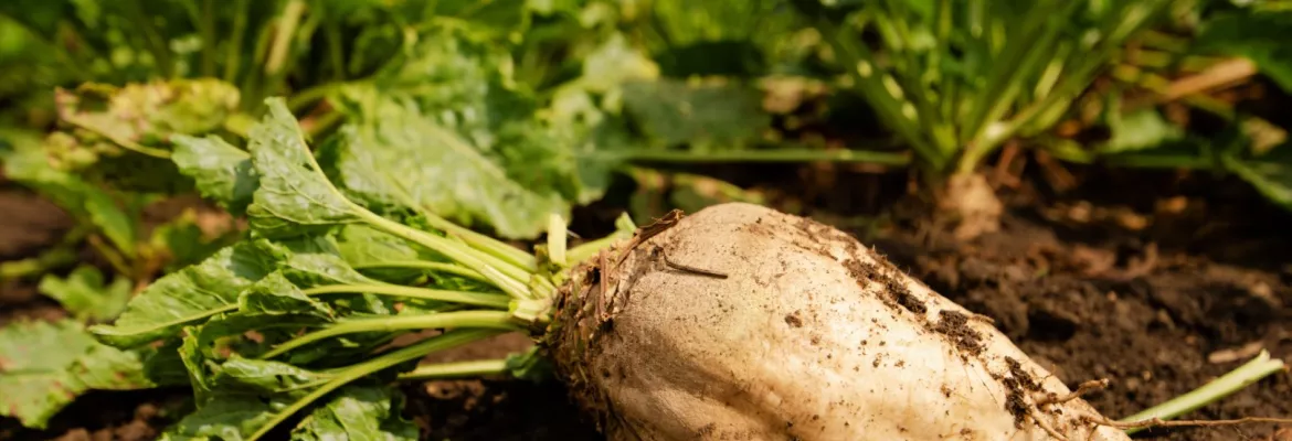Une grosse betterave sucrière recouverte de terre, avec son feuillage vert, repose sur un sol sombre dans une parcelle agricole. D’autres plants de betteraves sont visibles en rangs à l’arrière-plan sous un ciel bleu, illustrant une culture de betterave sucrière en cours de développement."