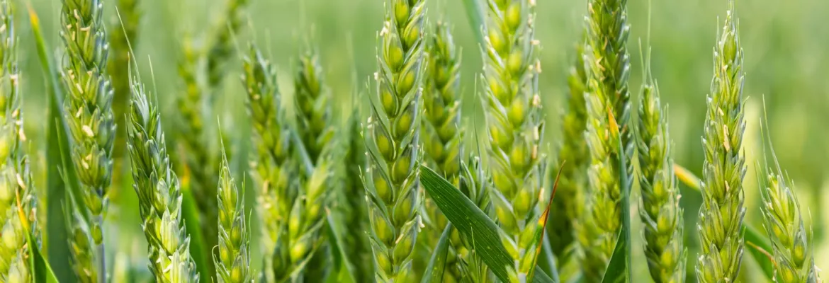 Rangs de maïs en croissance dans une parcelle conduite en semis direct, avec de jeunes plants alignés et un sol peu perturbé. Cette technique culturale favorise la conservation de la structure du sol et limite les risques d’érosion.