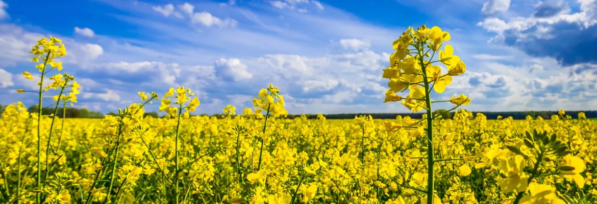 Champ de colza en pleine floraison, couvert de fleurs jaune vif s’étendant à perte de vue sous un ciel bleu ponctué de nuages blancs. La culture forme un paysage homogène jusqu’à l’horizon.