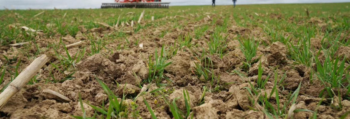 Un tracteur équipé d’un outil de désherbage mécanique travaille le sol en surface, fragmentant la terre entre de jeunes plantes en cours de levée. Deux personnes observent le chantier à distance sous un ciel nuageux, illustrant une intervention de gestion des adventices en grandes cultures