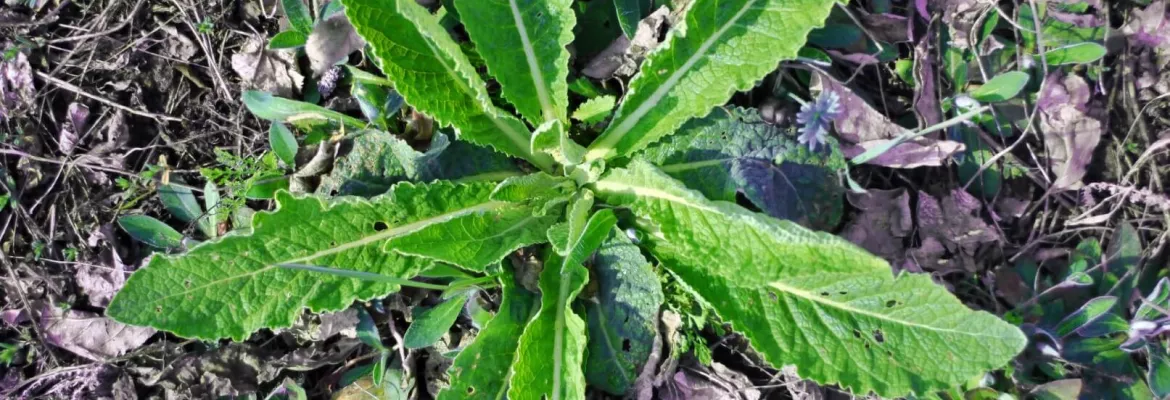 Chardon-Marie en rosette poussant au sol parmi des feuilles sèches, de petites fleurs violettes et des débris organiques. Cette plante bio-indicatrice peut renseigner sur certaines caractéristiques du sol et de son environnement.