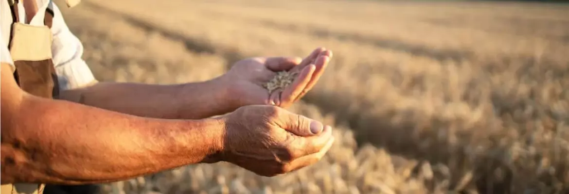 Gros plan sur les mains d'une personne tenant des grains au milieu d'un champ de blé.