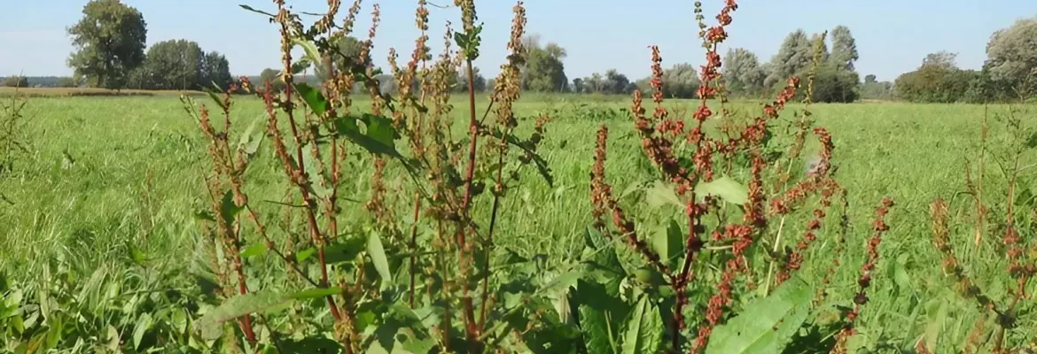 Rumex obtusifolius dans un champs
