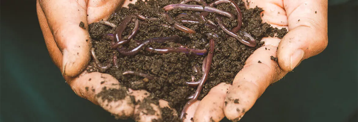 a pair of hands holding rich, dark soil with purple earthworms in an outdoor setting