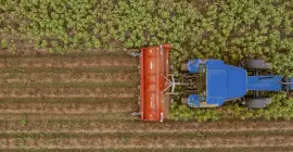 Le broyeur BFP 320 au travail dans un champ de pommes de terre en Picardie