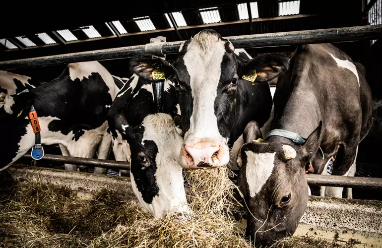 vaches - balles parfaites