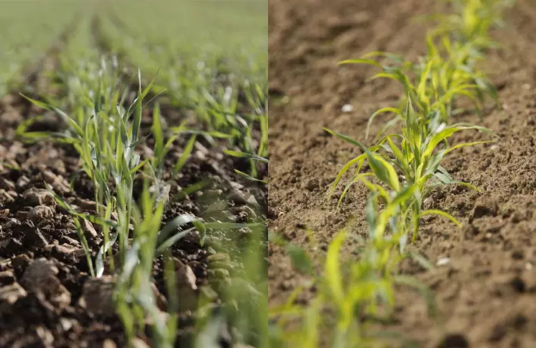 levée de blé (gauche), levée de maïs (droite)