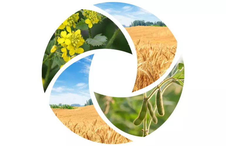 Culture intermédiaire