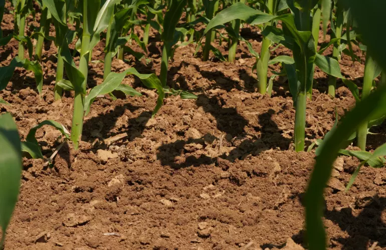 La pousse d'un champ