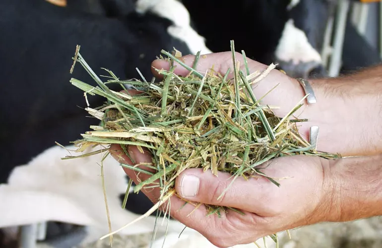 Présentation d'un fourrage sec par un agriculteur