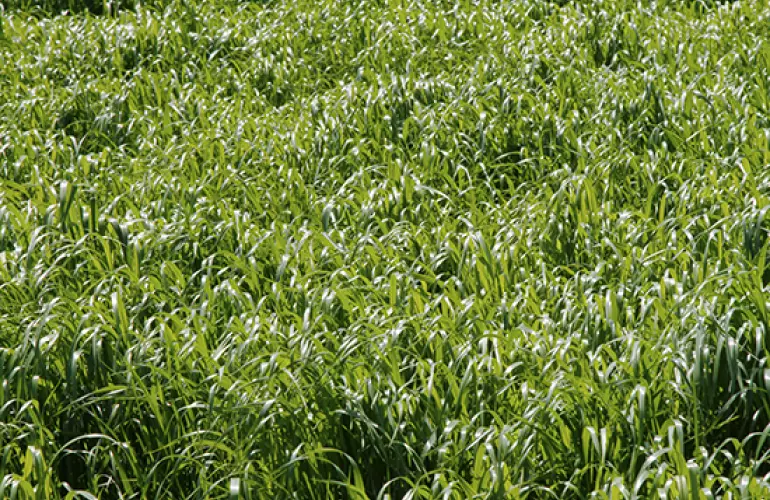 Photo du Ray Grass Italien pour le semis direct