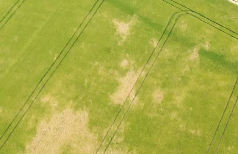 Parcelle avec plusieurs foyers de piétin échaudage