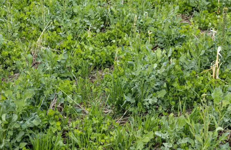 mélange de cultures de couverts au printemps