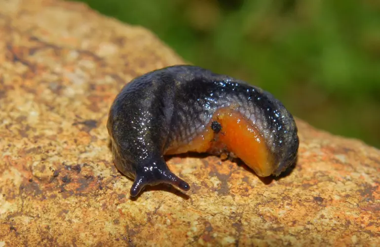 Limaces noires arion hortensis