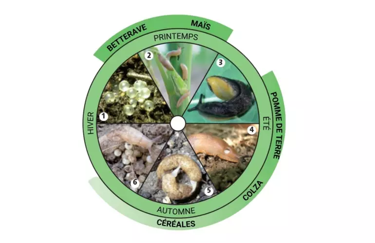 Cycle de développement des limaces avec stades sensibles pour les principales cultures