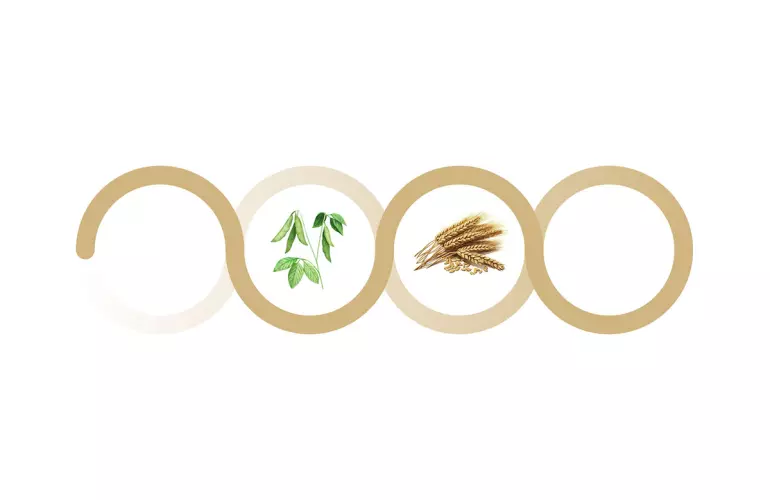 Culture légumineuse blé interculture 