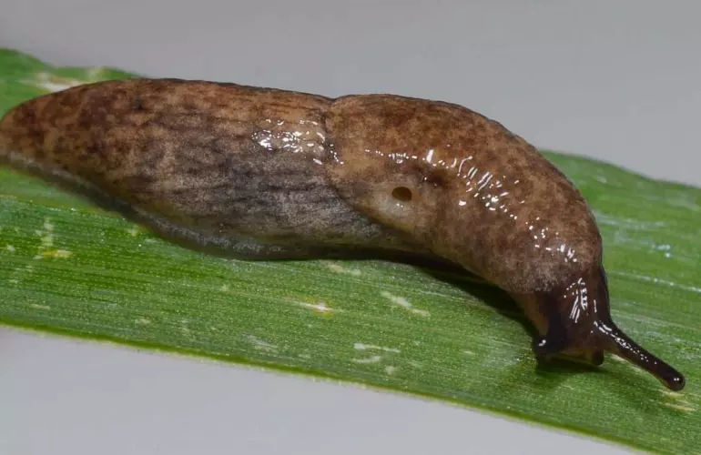 La limace grise est la race la plus présente dans les cultures