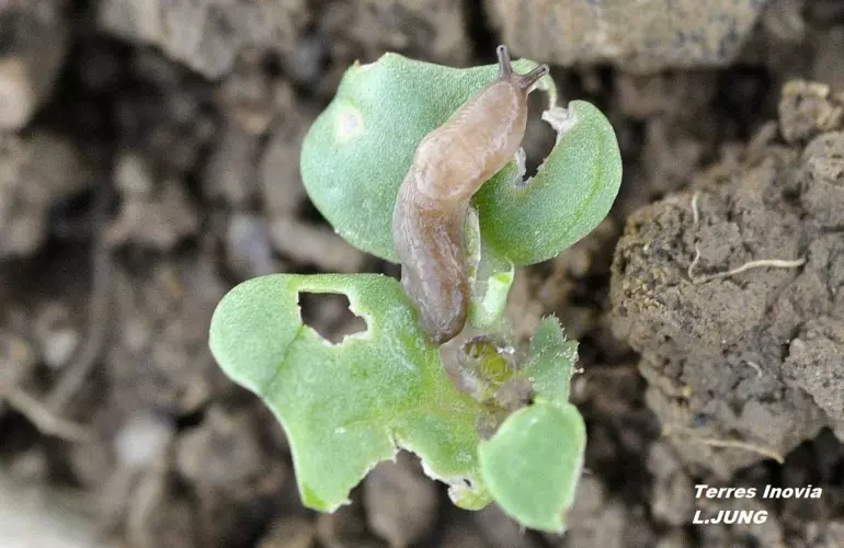 Les limaces s'attaquent aux jeunes plantules de colza