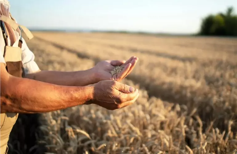 Gros plan sur les mains d'une personne tenant des grains au milieu d'un champ de blé.