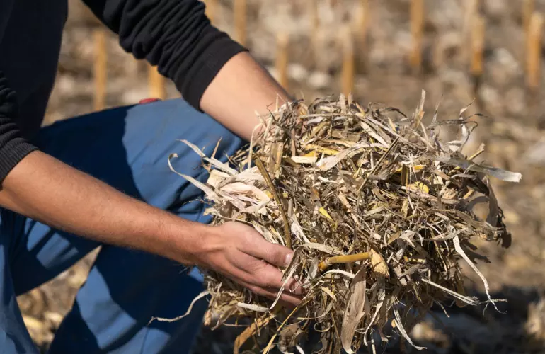 Couvert végétal mais pailleuse