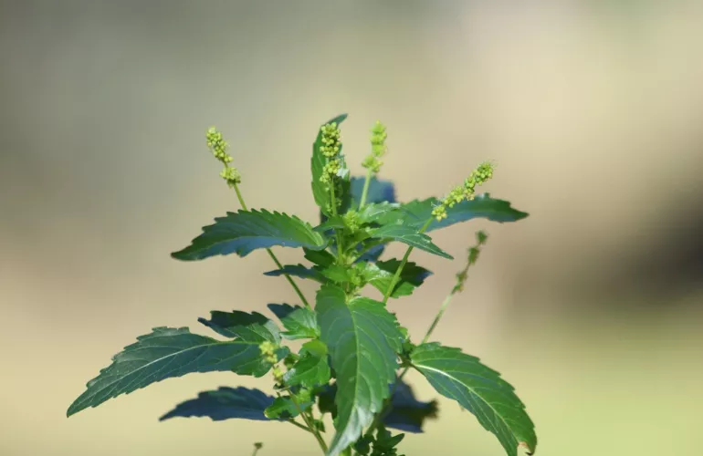 Mercuriale annuelle se développant le long d’une tige végétale, photographiée en lumière naturelle sur un fond beige flou. Cette plante bio-indicatrice peut révéler certaines caractéristiques du sol, notamment sa richesse en éléments nutritifs et en matière organique.