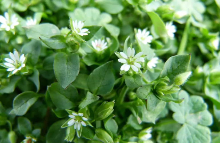 Mouron des oiseaux en fleurs au milieu d’un feuillage vert dense composé de petites feuilles ovales. Cette adventice commune, utilisée comme plante bio-indicatrice, se développe dans un environnement riche en matière organique.