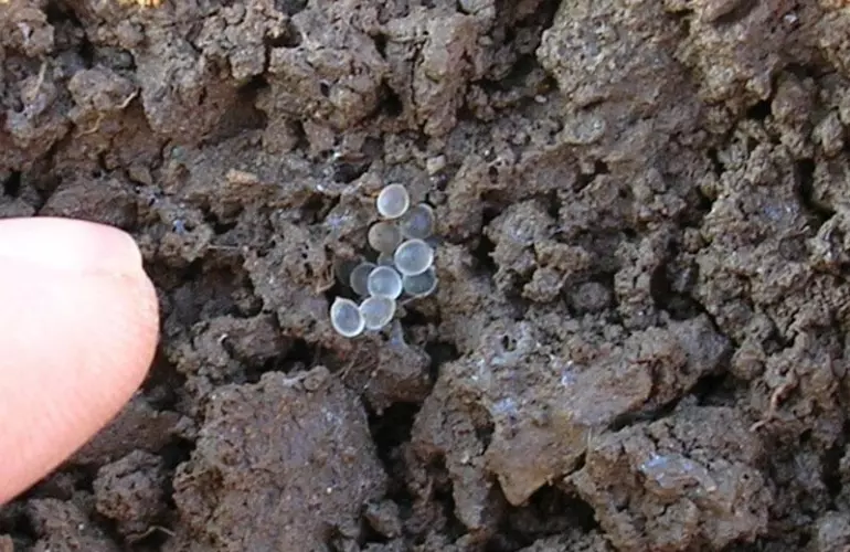 Les limaces pondent leurs oeufs dans les premiers centimètres du sol