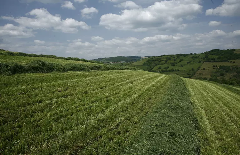 Enrubannage herbes