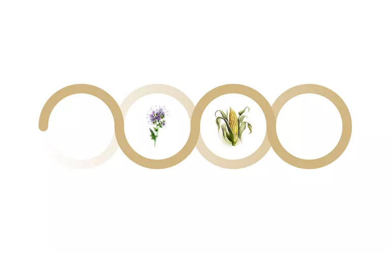 Couvert végétal phacélie