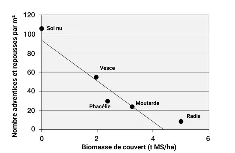 Effet d'une culture de couverture sur les mauvaises herbes