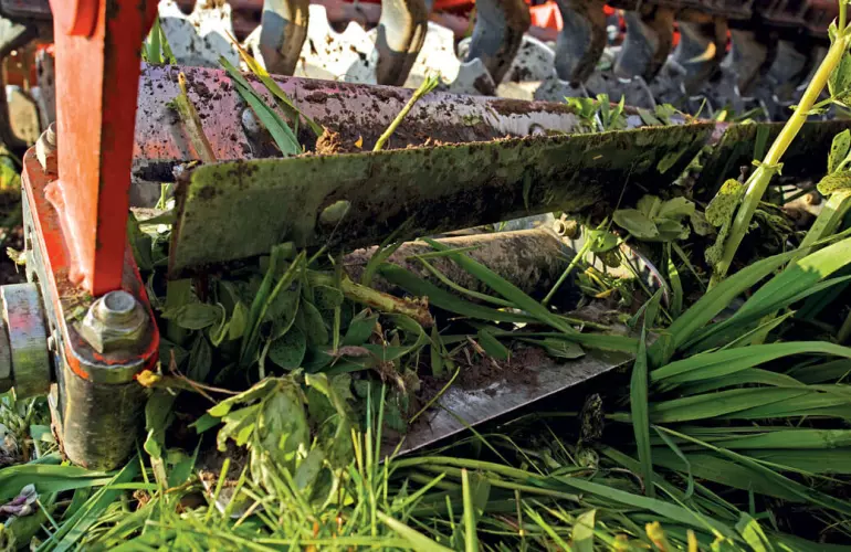 pass of a roller in a cover crop