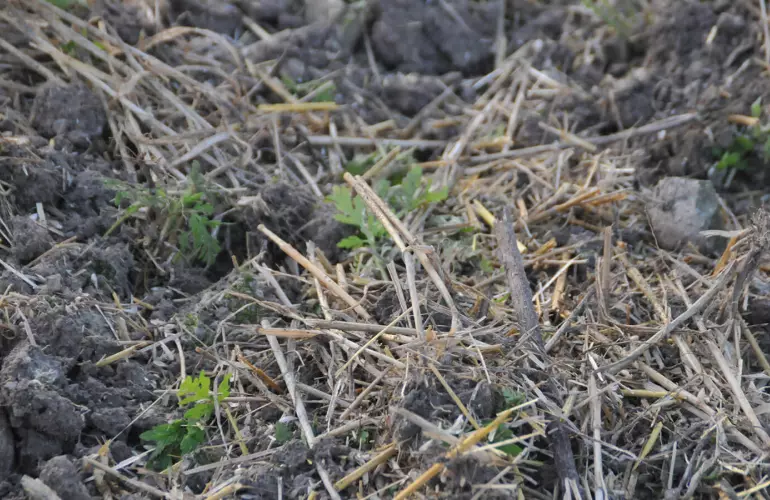 stale seed bed is a minimum tillage technique for weed controle