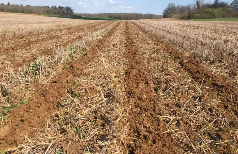 view of a strip-tilled clay soil