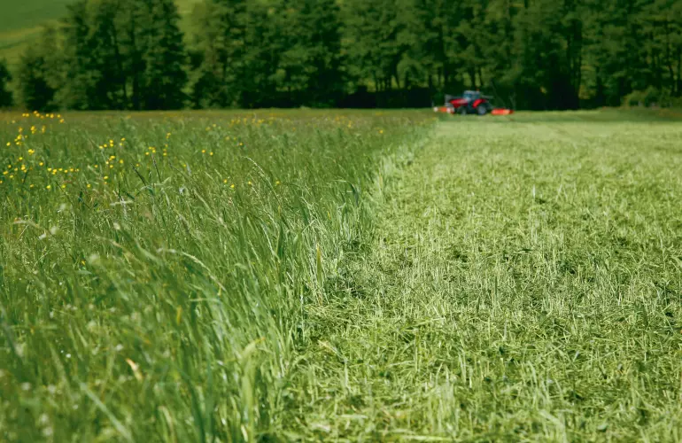 Couvert végétal détruit avec le broyeur BP 8300