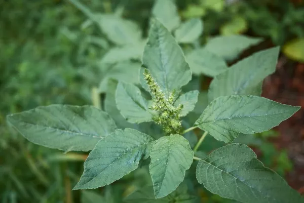 Vue sur la plante amarante réfléchie