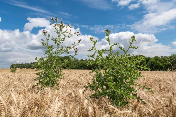 Chardon des champs au premier plan d’une parcelle de blé doré sous un ciel bleu parsemé de nuages blancs, avec une ligne d’arbres visible à l’horizon. Cette adventice vivace est souvent utilisée comme plante bio-indicatrice pour évaluer certaines caractéristiques du sol.