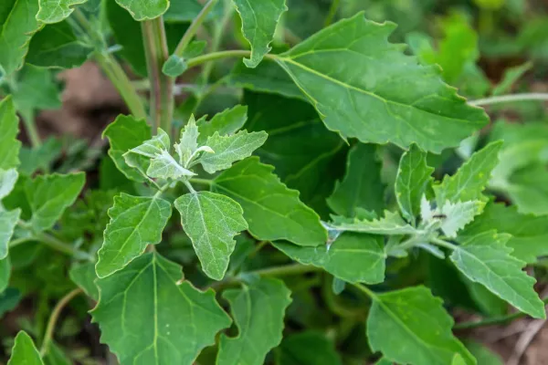 Vue sur la plante bioindicatrice Chenevis