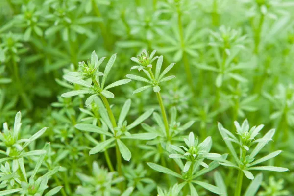 Vue sur la plante bioindicatrice "gaillet gratteron"