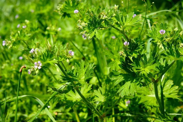 Vue sur la plante bioindicatrice geranium disséqué