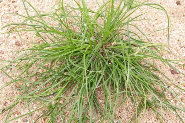 Vue sur la plante bioindicatrice "Jonc bufon Juncus bufonius" 