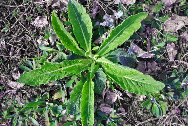 Chardon-Marie en rosette poussant au sol parmi des feuilles sèches, de petites fleurs violettes et des débris organiques. Cette plante bio-indicatrice peut renseigner sur certaines caractéristiques du sol et de son environnement.