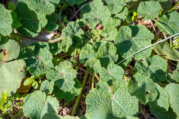 Vue sur la plante bioindicatrice