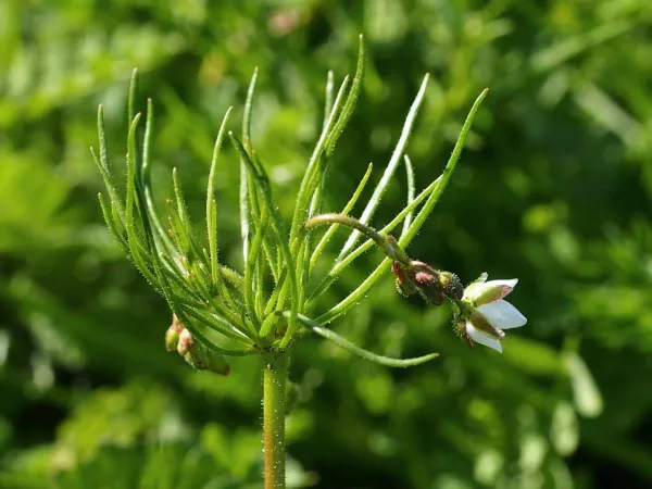 Vue sur la plante spergule des champs