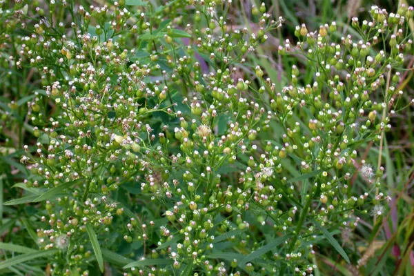 Vue sur la plante bioindicatrice " Vergerette du canada"