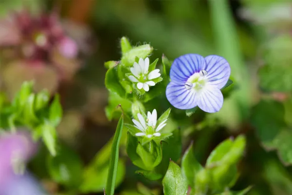 Vue sur la plante bioindicatrice "Véronique de perse et cerfeuil doré"