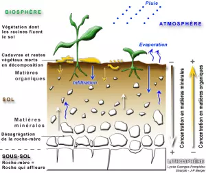 Coupe de sol pour comprendre son rôle dans le développement des cultures
